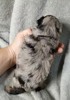 Kristoff , a male Poodle - Miniature  and Miniature Aussiedoodle for sale in Stoutland, MO – 3 of 5