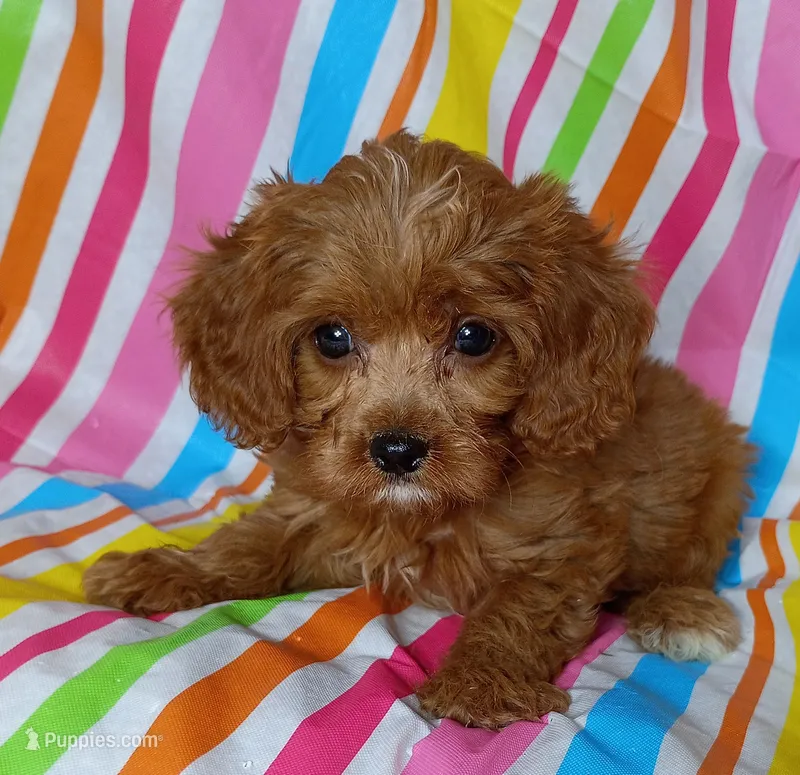 Rex – Cavapoo puppy for sale in Stoutland, MO