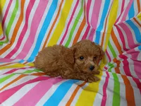Robby, a male Cavapoo for sale in Stoutland, MO – 4 of 4