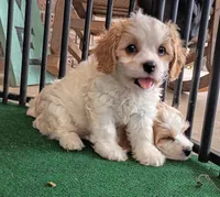 Tracie, a female Cavachon for sale in Stoutland, MO – 3 of 10