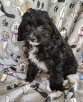 Allen, a male Cavapoo and Poodle - Miniature  for sale in Stoutland, MO – 4 of 7