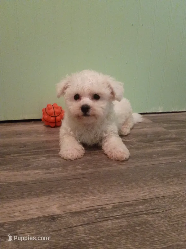 Kale – Bichon Frise puppy on hold in Stoutland, MO
