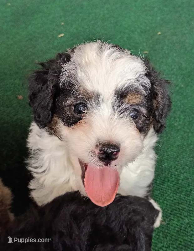 Philip – Poodle - Miniature , Miniature Aussiedoodle puppy for sale in Stoutland, MO