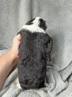 Philip, a male Poodle - Miniature  and Miniature Aussiedoodle for sale in Stoutland, MO – 4 of 4