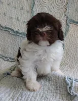 Candy, a female Havanese for sale in Stoutland, MO – 3 of 4