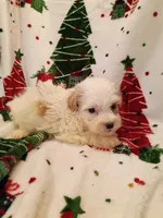 Happy, a male Havapoo for sale in Stoutland, MO – 4 of 6
