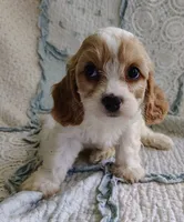 Taylor, a female Cavachon for sale in Stoutland, MO – 1 of 9