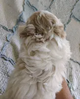 Cody, a male Havanese for sale in Stoutland, MO – 5 of 7