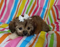 Layla, a female Havanese and Shih Tzu for sale in Stoutland, MO – 3 of 3