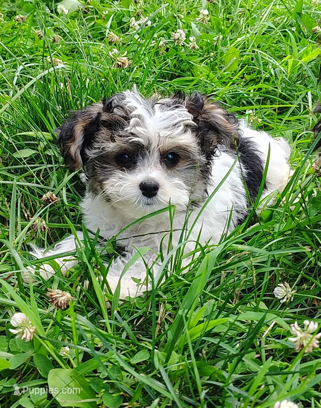 Layla – Maltipoo, Yorkshire Terrier puppy for sale in Stoutland, MO