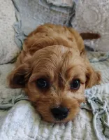 Trevor, a male Cavachon for sale in Stoutland, MO – 5 of 9
