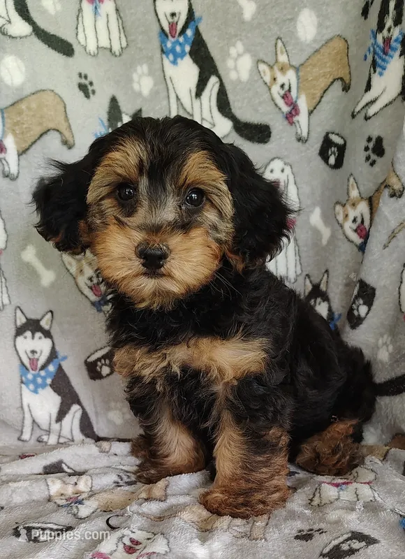 Daniel – Yorkipoo puppy for sale in Stoutland, MO