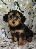 Daniel, a male Yorkipoo for sale in Stoutland, MO – 1 of 9