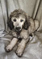 Sammy, a male Poodle - Standard  for sale in Stoutland, MO – 5 of 8