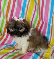 Lora, a female Havanese and Shih Tzu for sale in Stoutland, MO – 3 of 3