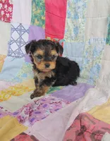 Leo, a male Maltipoo and Yorkshire Terrier for sale in Stoutland, MO – 6 of 9
