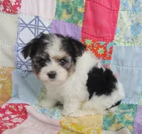 Layla, a female Maltipoo and Yorkshire Terrier for sale in Stoutland, MO – 3 of 9