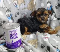 Tianna, a female Yorkipoo for sale in Stoutland, MO – Photo 6 of 8