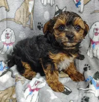 Tianna, a female Yorkipoo for sale in Stoutland, MO – Photo 3 of 8