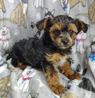 Tianna, a female Yorkipoo for sale in Stoutland, MO – Photo 2 of 8