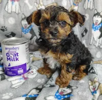 Tianna, a female Yorkipoo for sale in Stoutland, MO – Photo 4 of 8