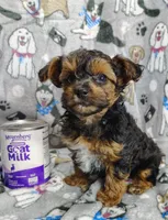 Tianna, a female Yorkipoo for sale in Stoutland, MO – Photo 5 of 8