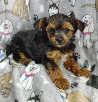 Tianna, a female Yorkipoo for sale in Stoutland, MO – Photo 7 of 8