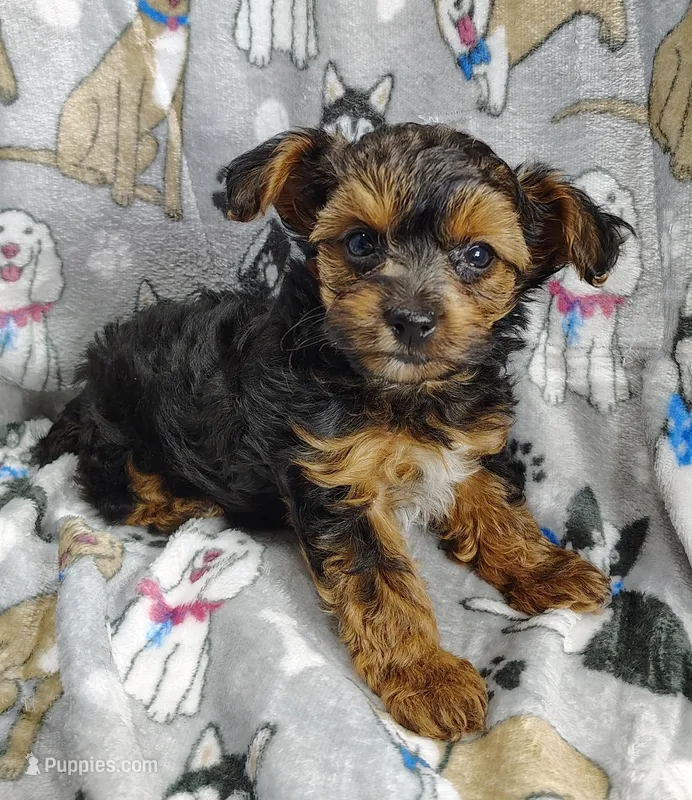 Tianna – Yorkipoo puppy for sale in Stoutland, MO