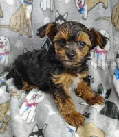 Tianna, a female Yorkipoo for sale in Stoutland, MO – Photo 1 of 8