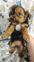 Tianna, a female Yorkipoo for sale in Stoutland, MO – Photo 8 of 8