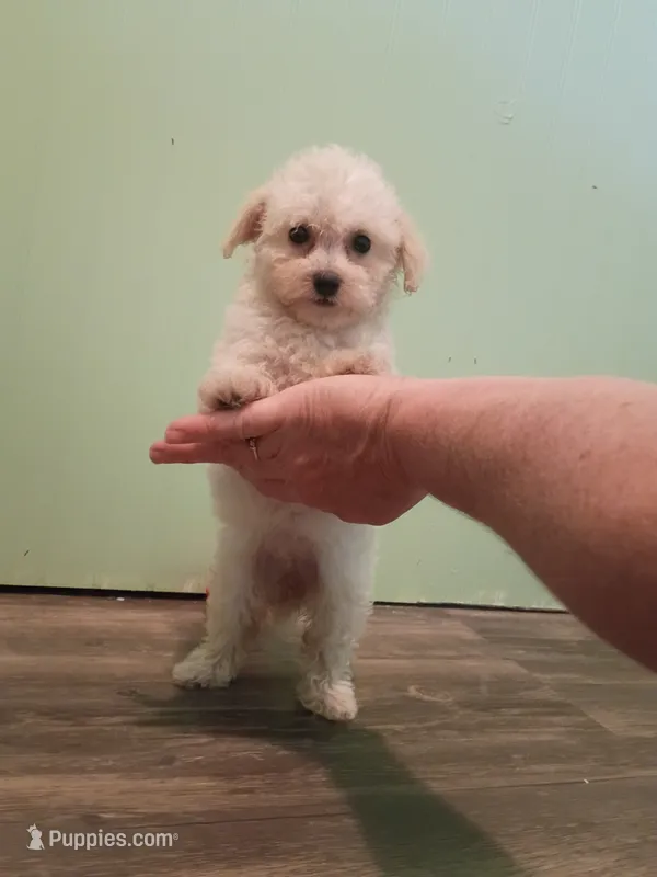 Kasie – Bichon Frise puppy for sale in Stoutland, MO