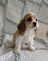 Taylor, a female Cavachon for sale in Stoutland, MO – 6 of 9