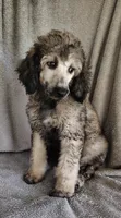 Sammy, a male Poodle - Standard  for sale in Stoutland, MO – 4 of 8
