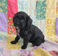 Amanda , a female Cavapoo and Poodle - Miniature  for sale in Stoutland, MO – 7 of 8