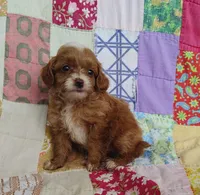 Alexa, a female Cavapoo and Poodle - Miniature  for sale in Stoutland, MO – 2 of 8