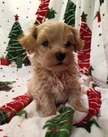 Marcus, a male Maltipoo for sale in Stoutland, MO – 5 of 7