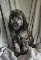 Simon, a male Poodle - Standard  for sale in Stoutland, MO – 9 of 10