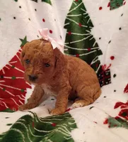 Tally, a female Cavapoo for sale in Stoutland, MO – 5 of 7