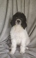 Sonny, a male Poodle - Standard  for sale in Stoutland, MO – 3 of 9