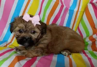 Cora, a female Shih Tzu for sale in Stoutland, MO – 2 of 5