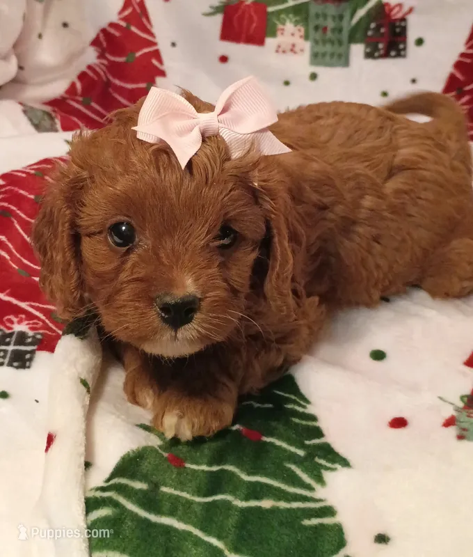 Layla – Cavapoo puppy for sale in Stoutland, MO
