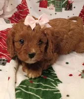 Layla, a female Cavapoo for sale in Stoutland, MO – 1 of 6