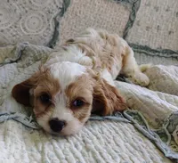 Taylor, a female Cavachon for sale in Stoutland, MO – 2 of 9