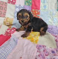 Nathaniel , a male Yorkipoo for sale in Stoutland, MO – 6 of 8