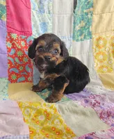 Michael , a male Yorkipoo for sale in Stoutland, MO – 10 of 10
