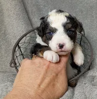 Philip, a male Poodle - Miniature  and Miniature Aussiedoodle for sale in Stoutland, MO – 2 of 4