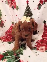 Laura, a female Cavapoo for sale in Stoutland, MO – 2 of 8