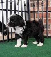 Lady, a female Poodle - Miniature  and Miniature Aussiedoodle for sale in Stoutland, MO – 2 of 8
