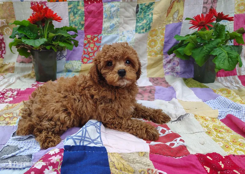 Alvin – Poodle - Miniature  puppy for sale in Stoutland, MO