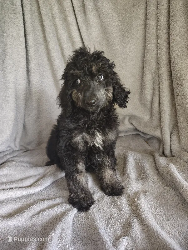 Sully – Poodle - Standard  puppy for sale in Stoutland, MO